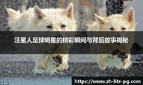 汪星人足球明星的精彩瞬间与背后故事揭秘